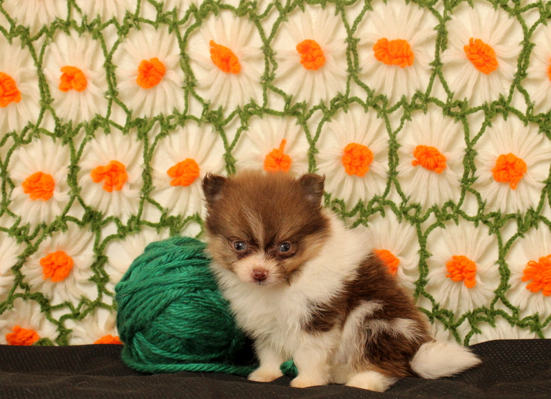 puppy, for, sale, Pomeranian, Matthew B. Stoltzfus, dog, breeder, Gap, PA, dog-breeder, puppy-for-sale, forsale, nearby, find, puppyfind, locator, puppylocator, aca